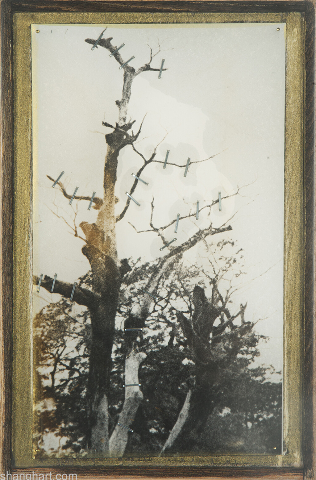 2019-ss-a005-009 (elmwood, B&W Photograph, acrylic paints, staples, copper nail, 26.5×17.5cm)
