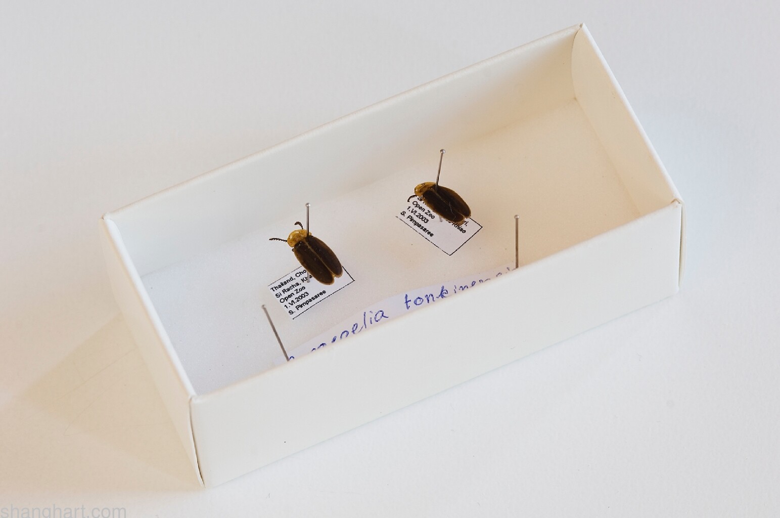 Installation detail; firefly specimens (one from Thailand and one from Japan)