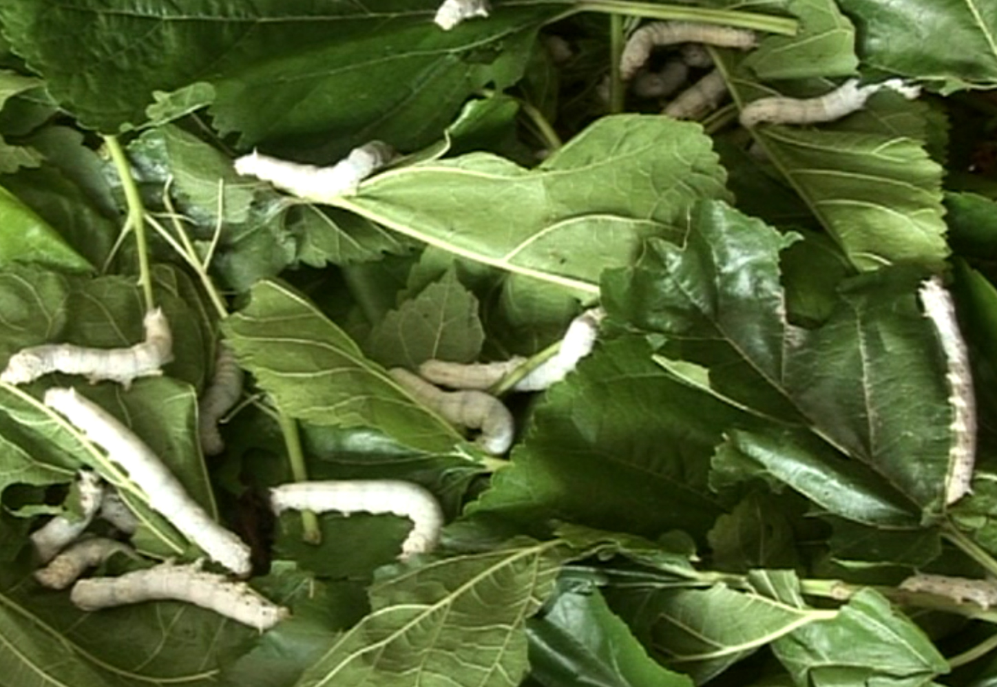 Eat mulberry leaves