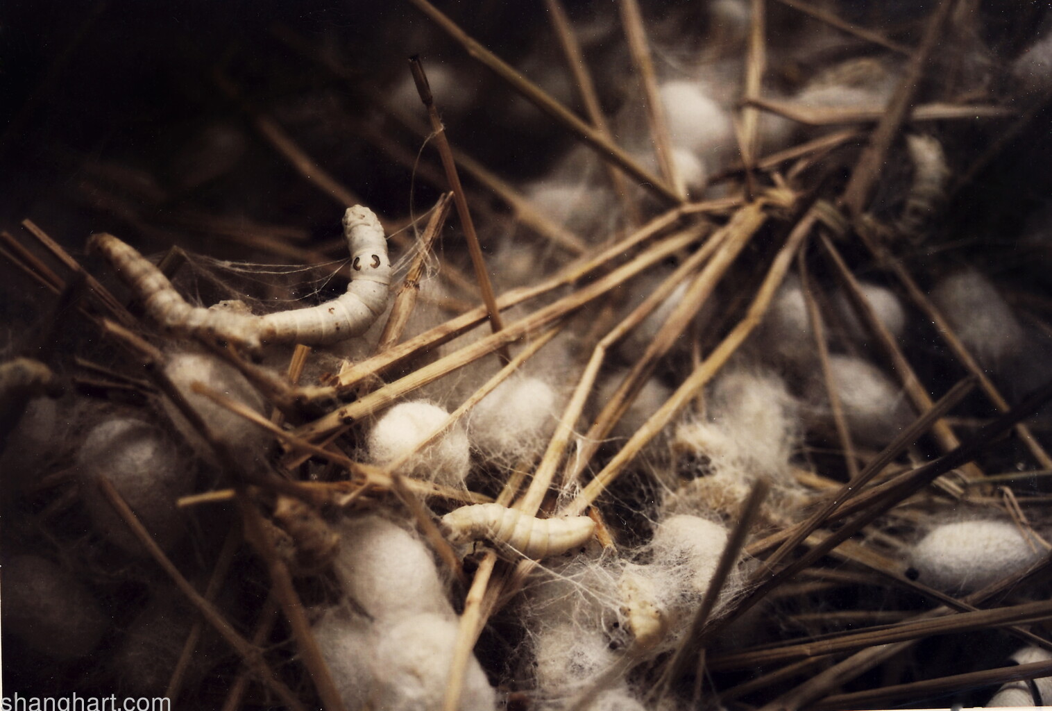 Spin silk