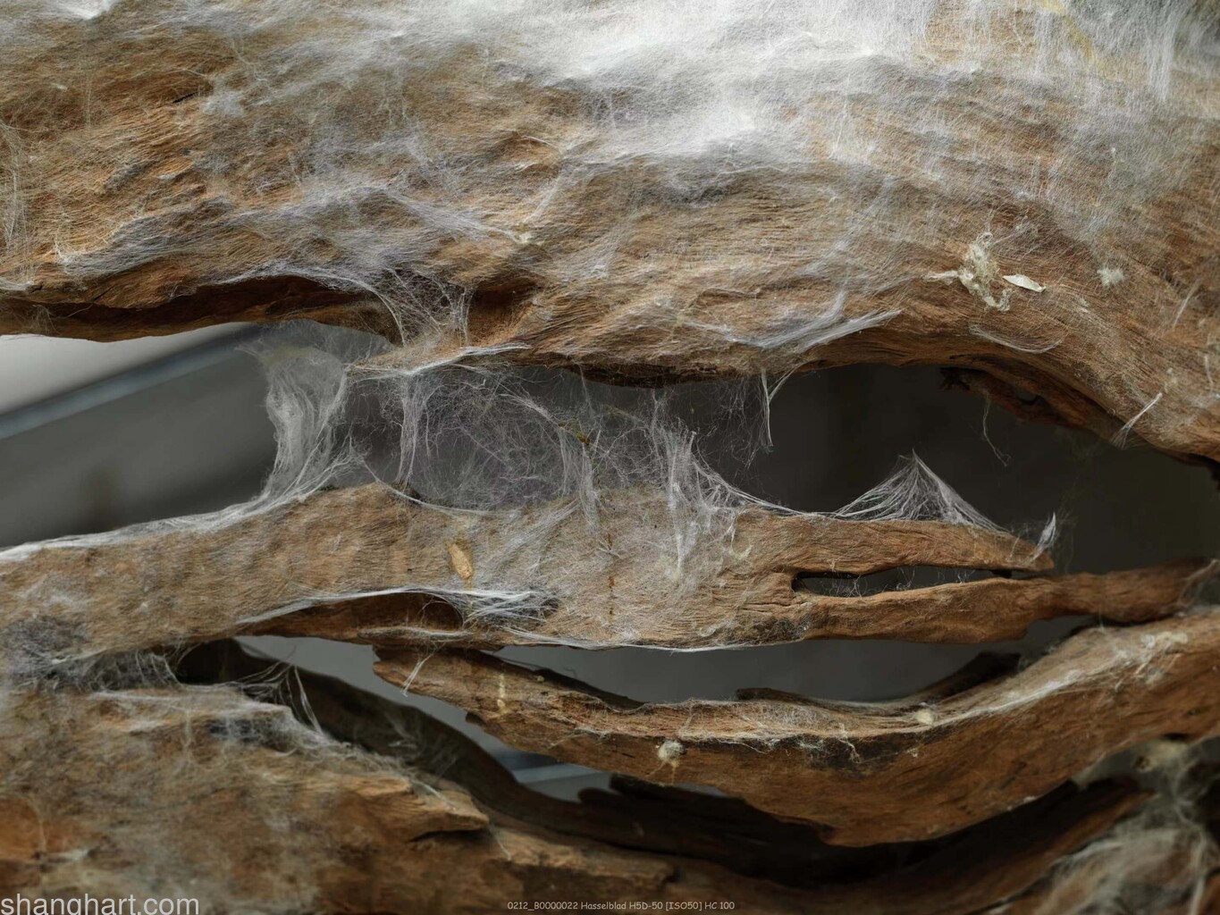 Vacant Raft (detail)