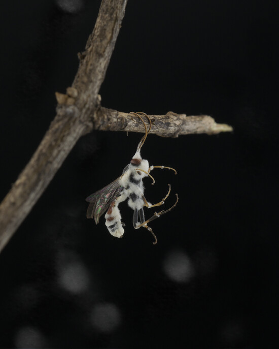 WYYI_5809