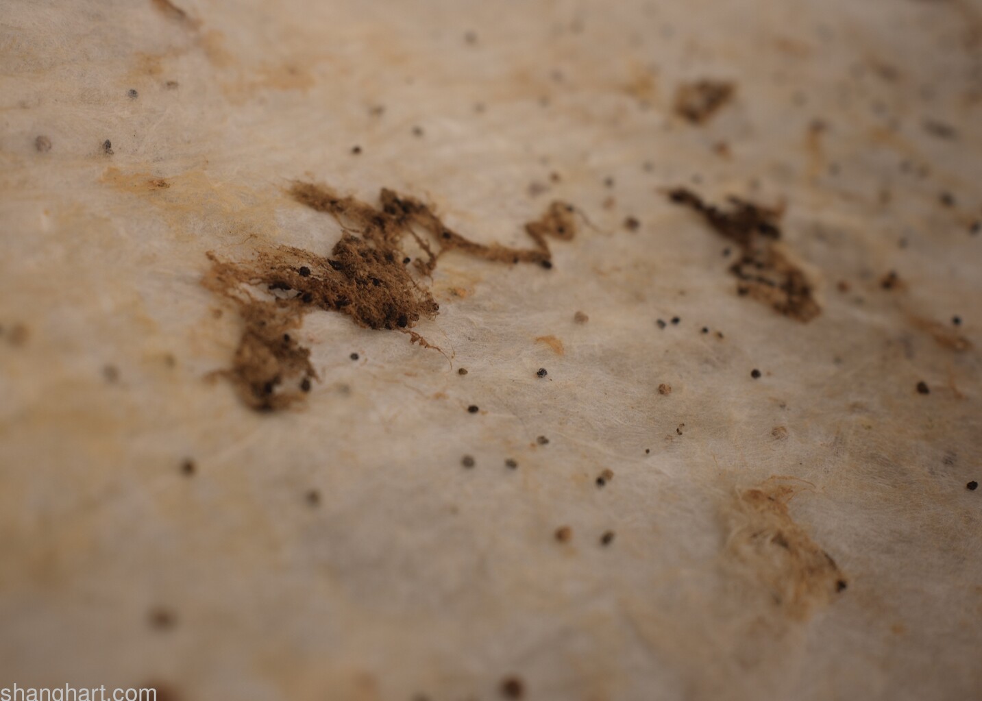 detail