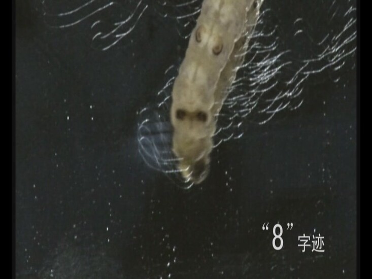 LSJU096