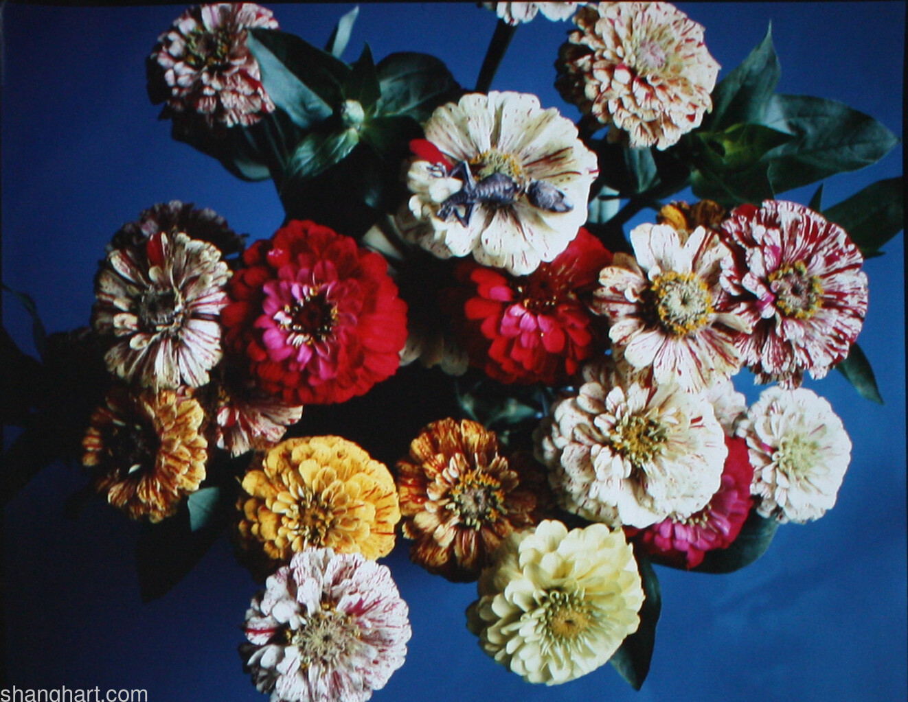 Flowers