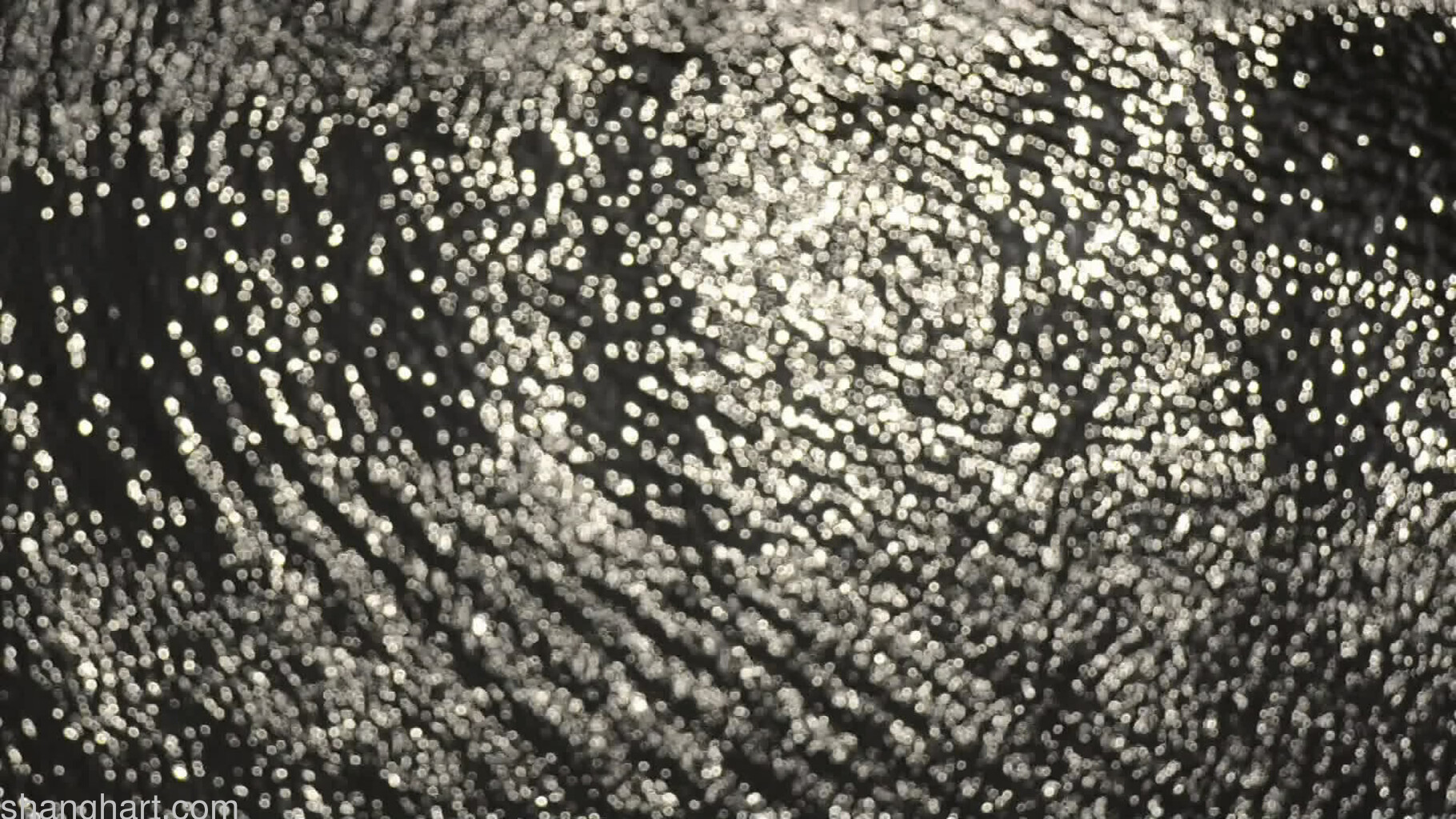 Still Image