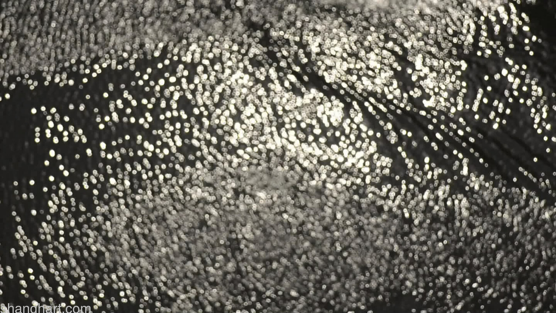 Still Image