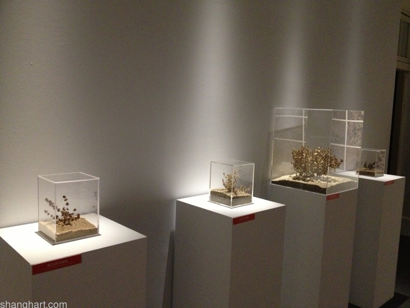 Sign From Junggar-Plant Specimens, Ancient Plant Specimens, 2012