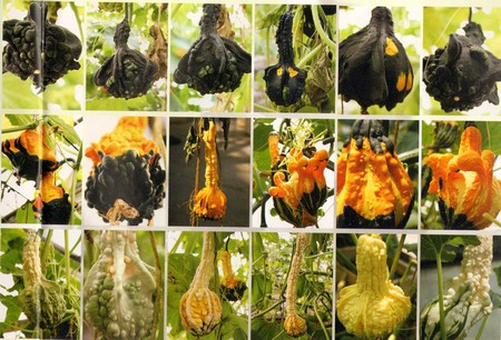The Pumpkin Project, C-print, 2007
