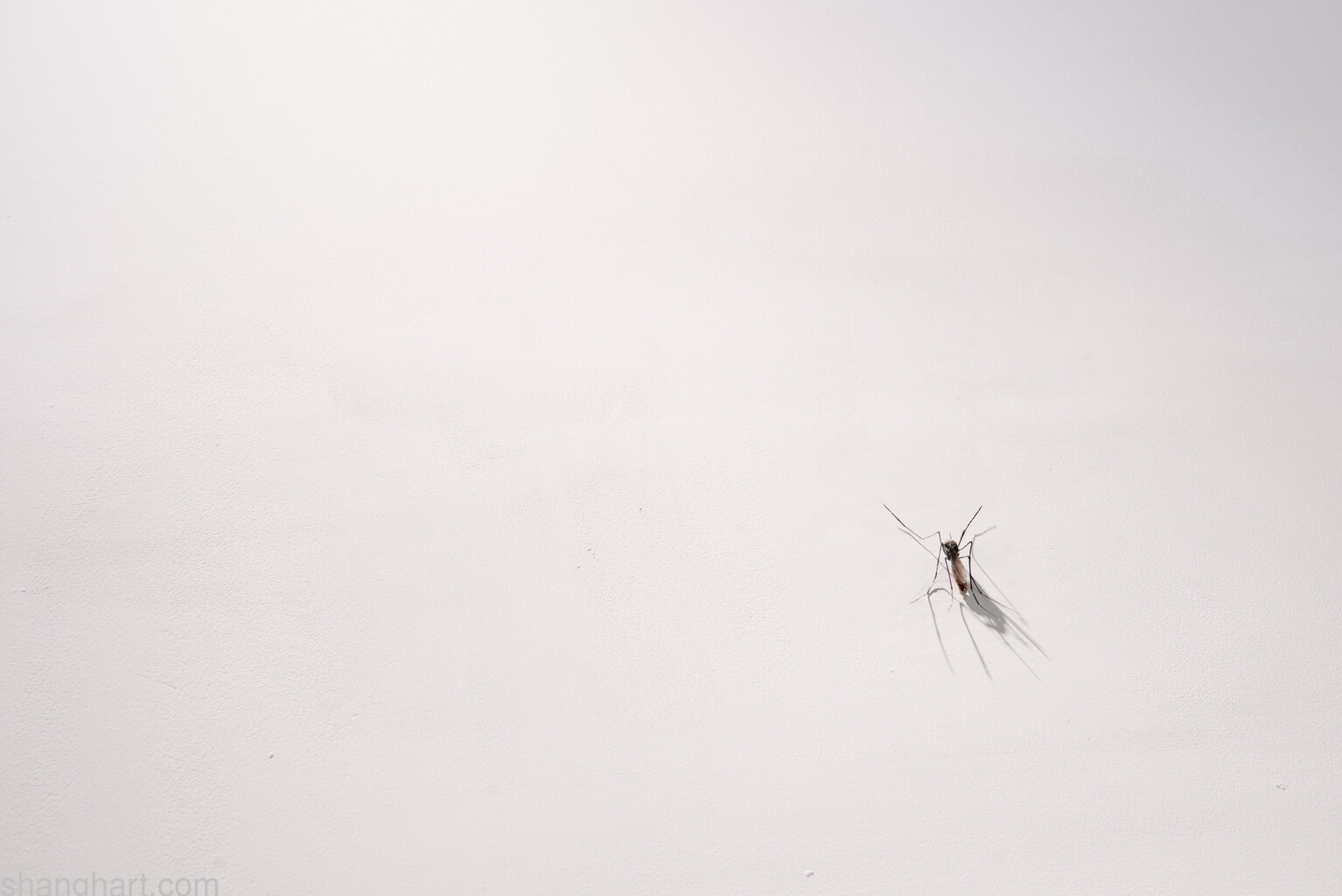 The Last Few Mosquitos by XU Zhen, Installation, 2005