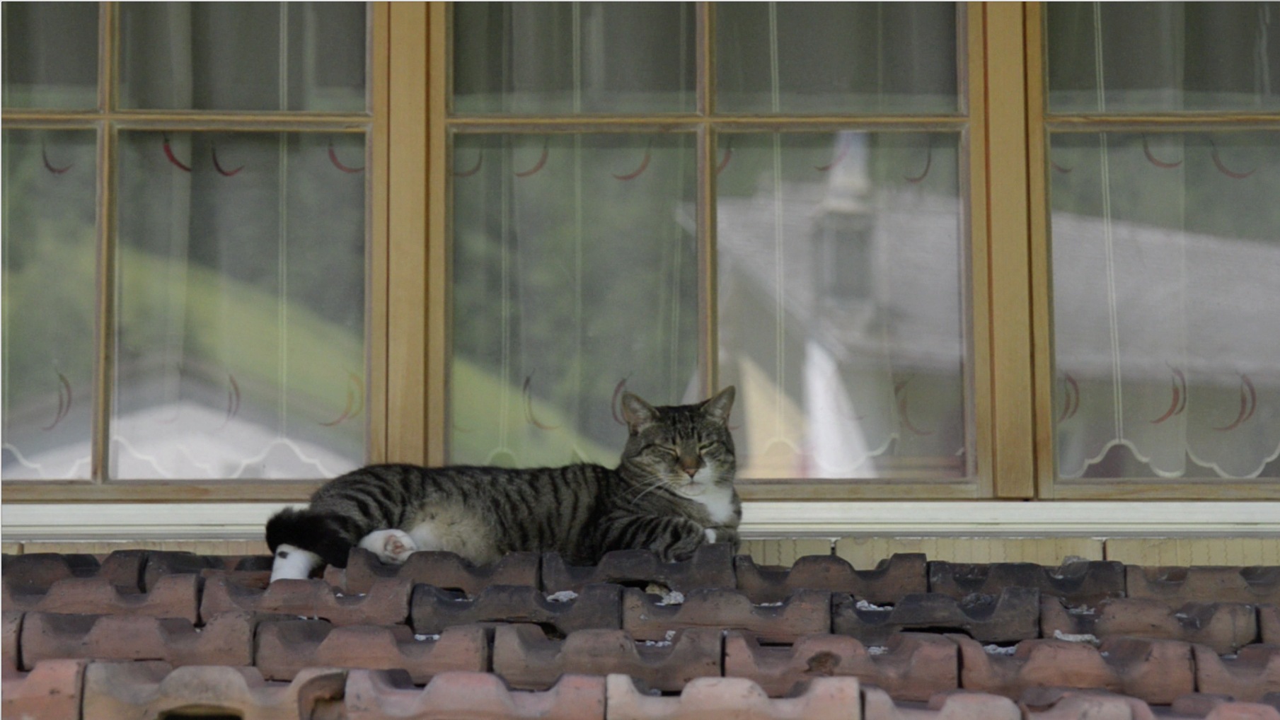 Video No.20150531 (The Cat in front of Glarus)