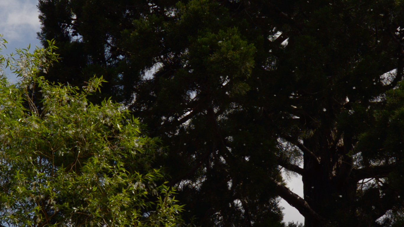 Video No.20150527 (Spores on the Tree)
